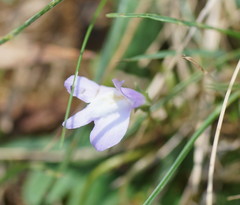 Mazus pumilio