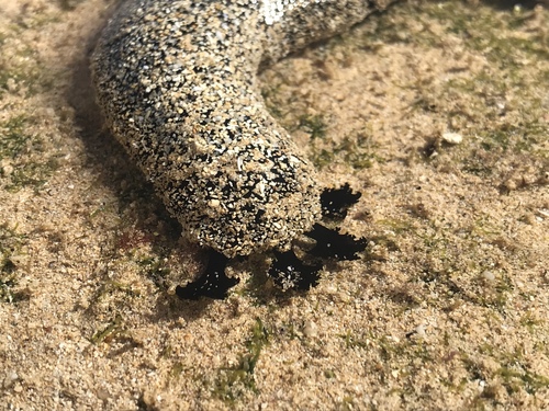 Lollyfish Sea Cucumber, photo 4 of 10