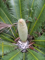 Dioon edule