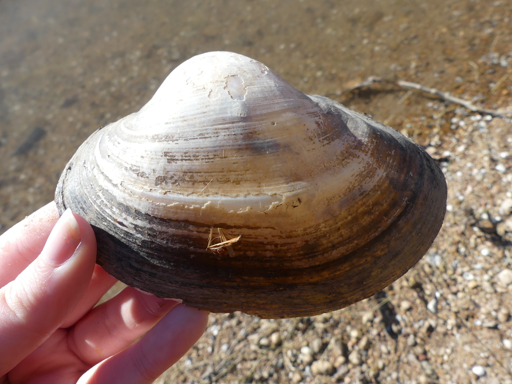 Photo of a Giant Floater