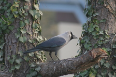 Corvus splendens