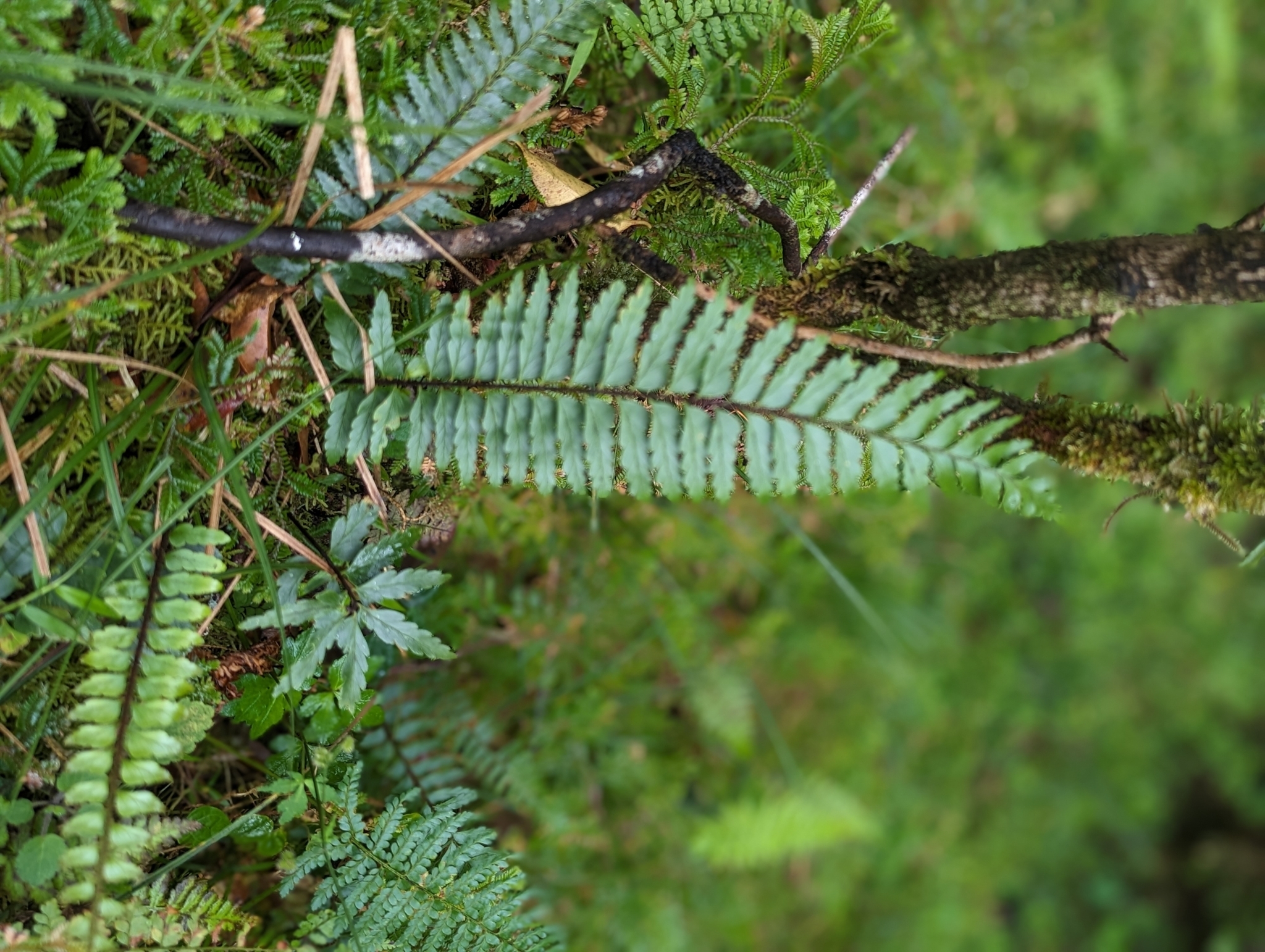 Asplenium erectum