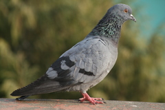 Columba livia domestica