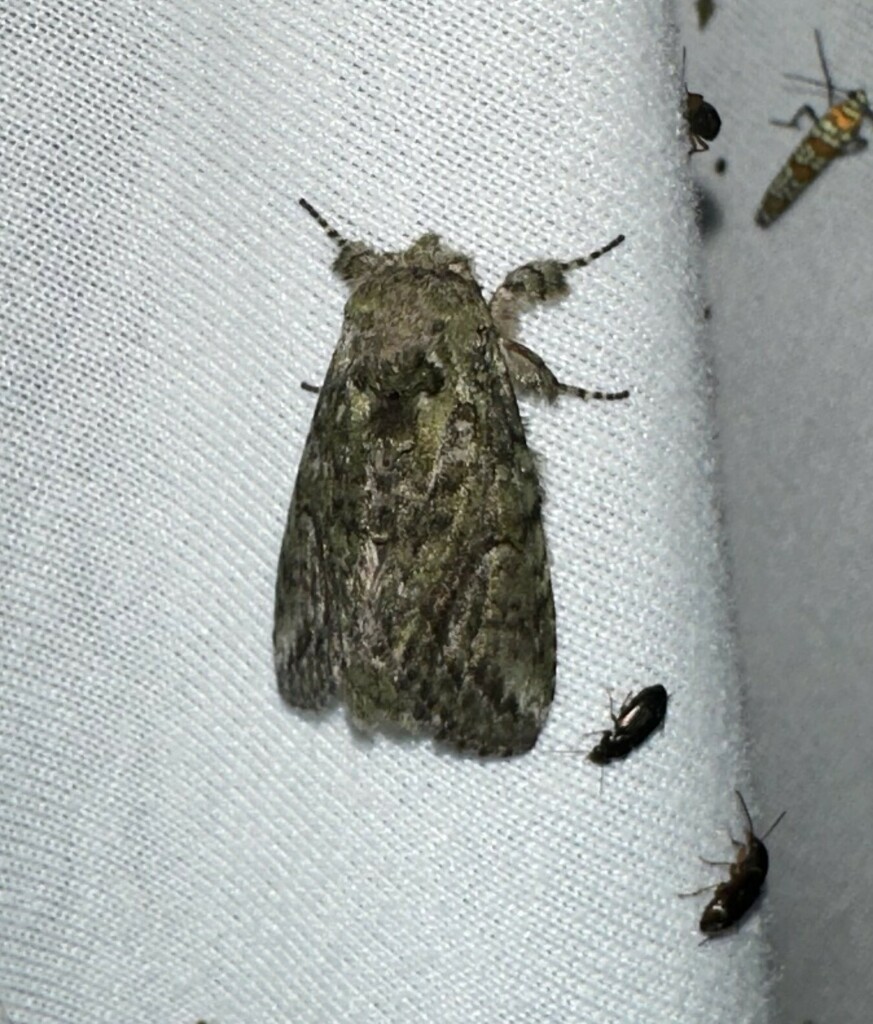 Eastern White-blotched Prominent from Goose Shoals, Lauderdale County ...