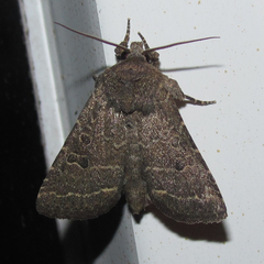 Protorthodes texicana