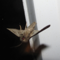 Protorthodes texicana