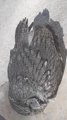 Megascops trichopsis