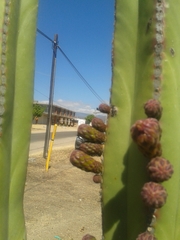 Pachycereus