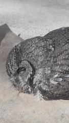 Megascops trichopsis