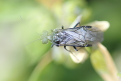 Dolerus nitens