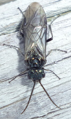 Dolerus nitens