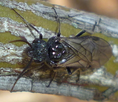 Dolerus nitens