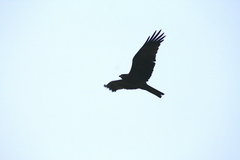 Milvus migrans