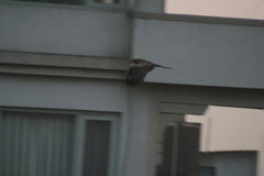 Milvus migrans