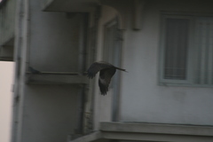 Milvus migrans