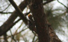 Dendrocoptes auriceps