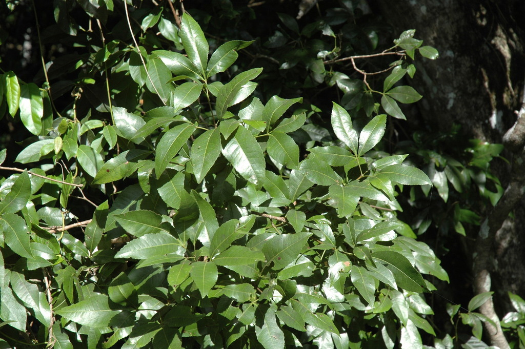 Pseudoweinmannia lachnocarpa from Mt Tamborine skywalk, 333 Geissmann