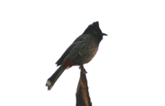Pycnonotus cafer