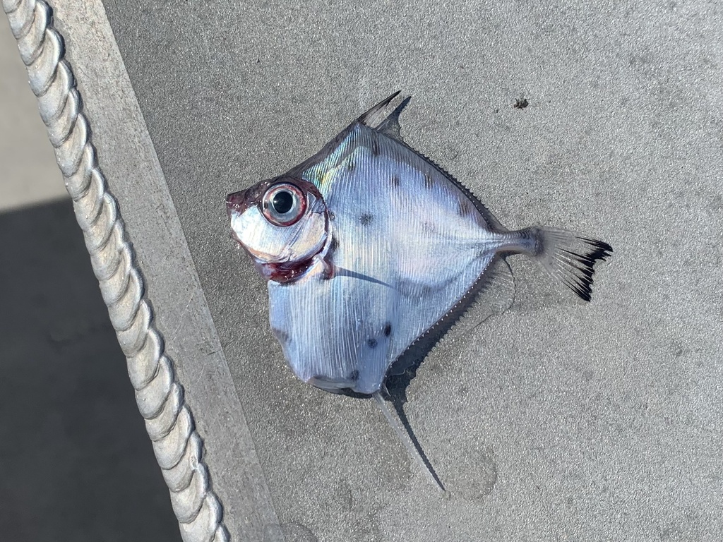 Gevlekte klatergoudvis (Xenolepidichthys dalgleishi) — Grammicolepididae