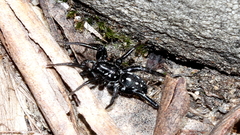 Nyssus albopunctatus