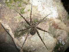 Dolomedes dondalei