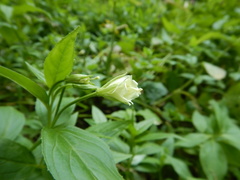 Epilobium luteum