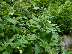 Epilobium luteum
