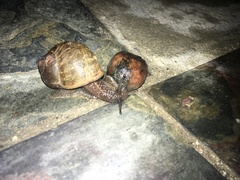 Cornu aspersum