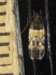 Triclonella determinatella
