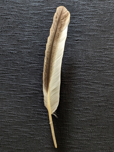 Plume de Pélican frisé