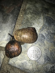 Cornu aspersum