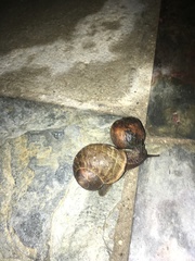 Cornu aspersum