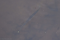 Zenarchopterus buffonis