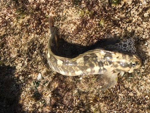 Zebra rockskipper (Istiblennius zebra) — Blenniidae — 2