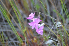 Calopogon tuberosus tuberosus
