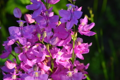 Calopogon tuberosus tuberosus