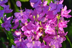 Calopogon tuberosus tuberosus