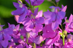 Calopogon tuberosus tuberosus