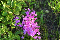 Calopogon tuberosus tuberosus
