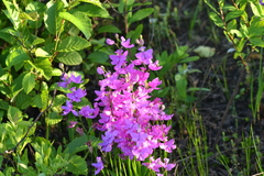 Calopogon tuberosus tuberosus