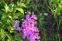 Calopogon tuberosus tuberosus