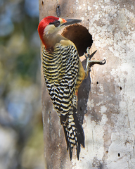 Melanerpes superciliaris