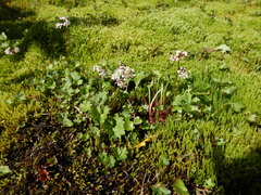 Micranthes nelsoniana