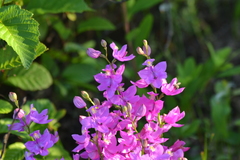 Calopogon tuberosus tuberosus