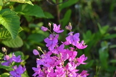 Calopogon tuberosus tuberosus