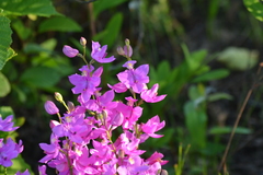 Calopogon tuberosus tuberosus