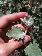 Malacothamnus fremontii