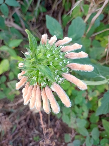 lion's ear