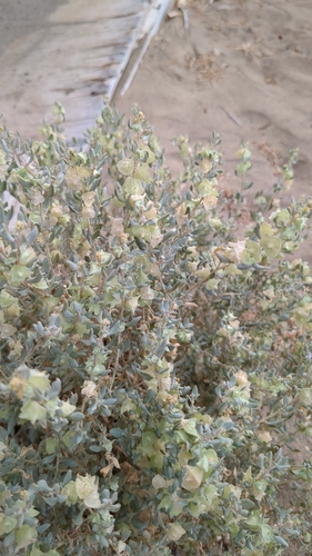 Atriplex lindleyi image