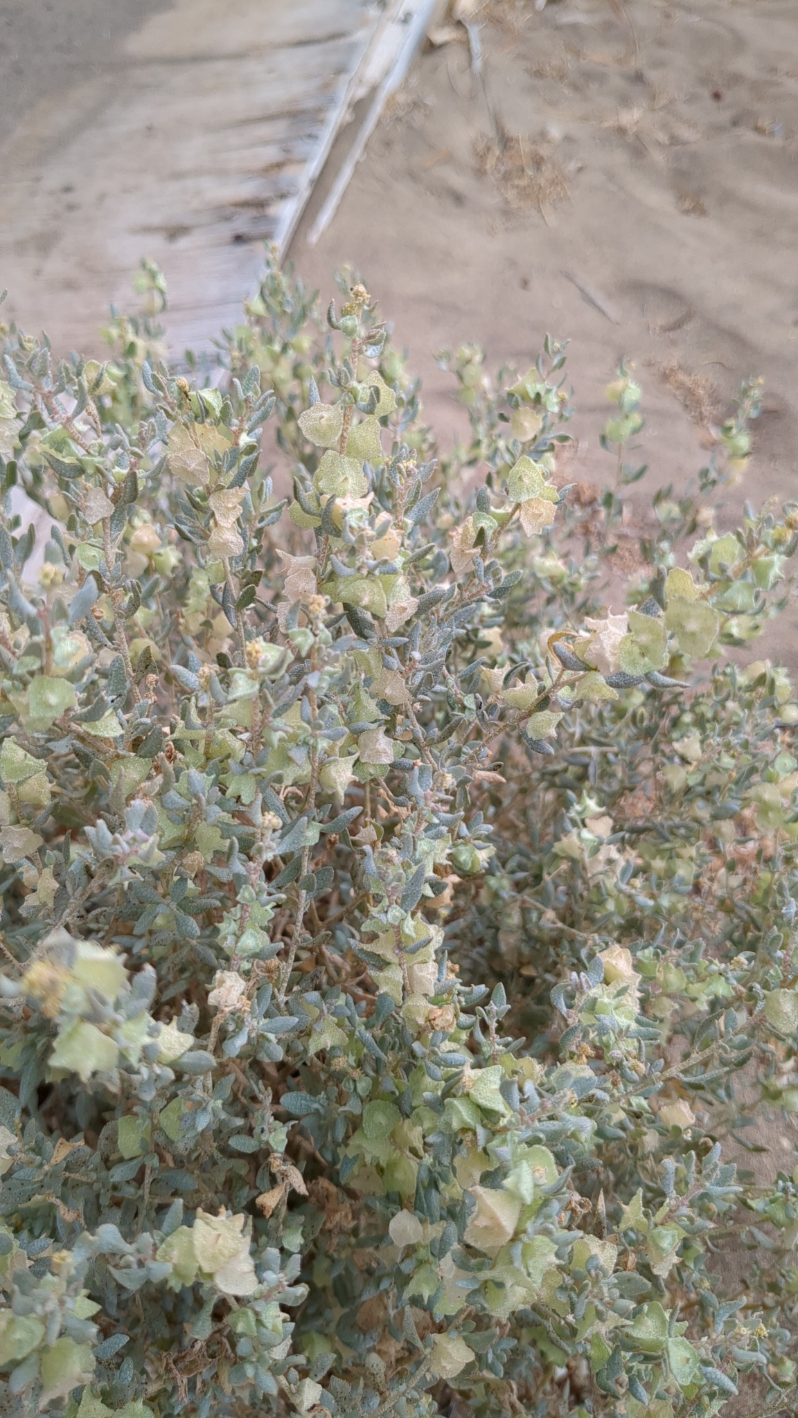 Atriplex lindleyi